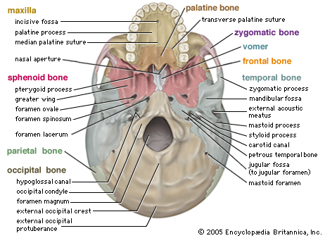 Skeletal System Diagrams